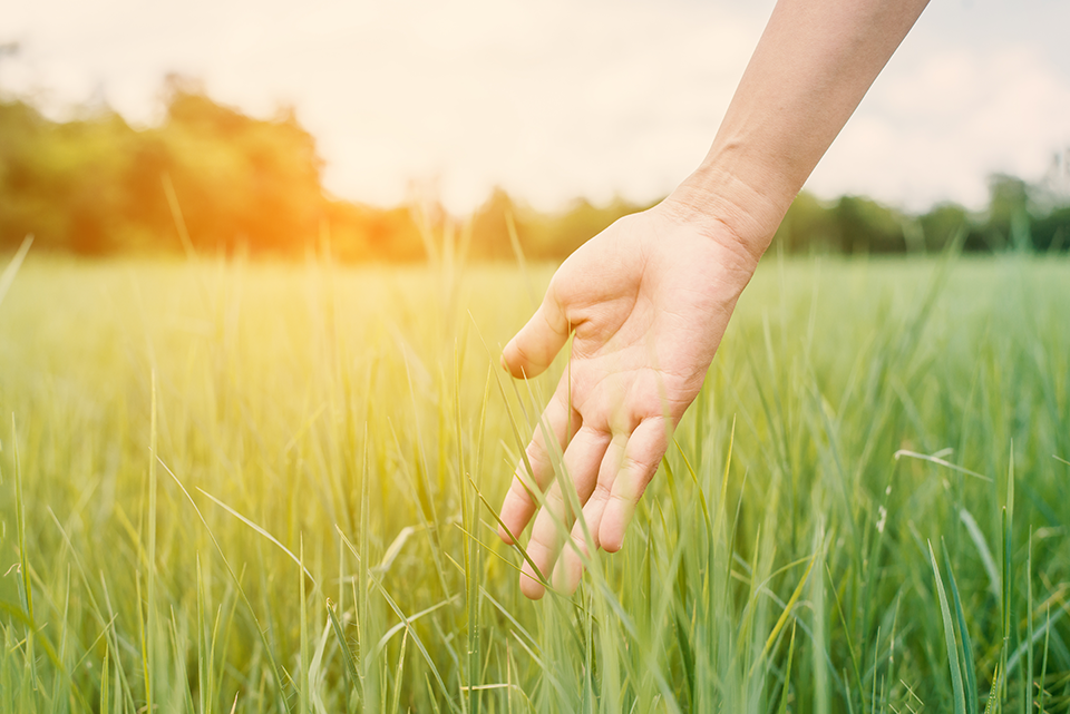 Hand Touching Fresh Grass Sunset